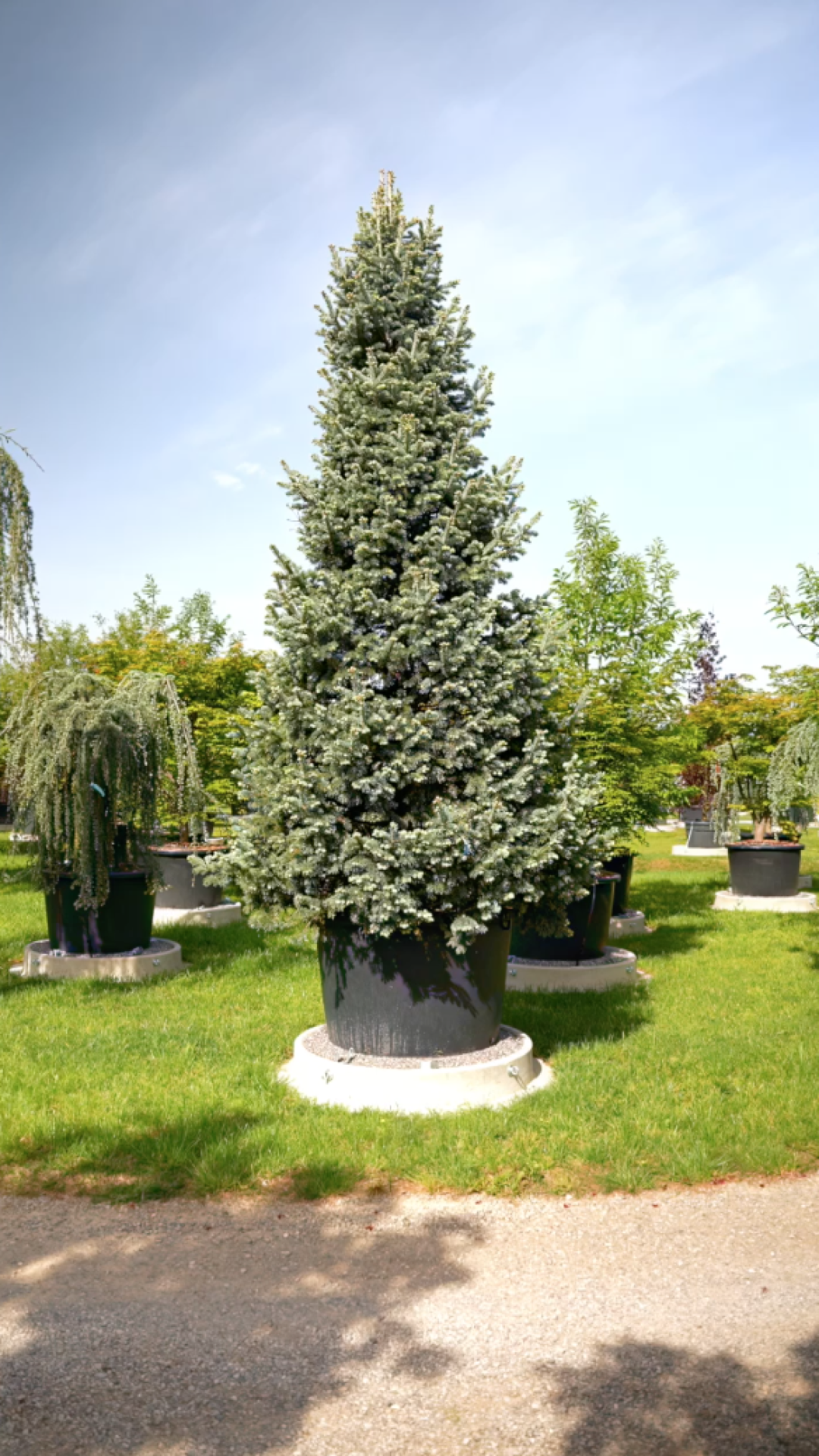 Abies lasiocarpa Argentea