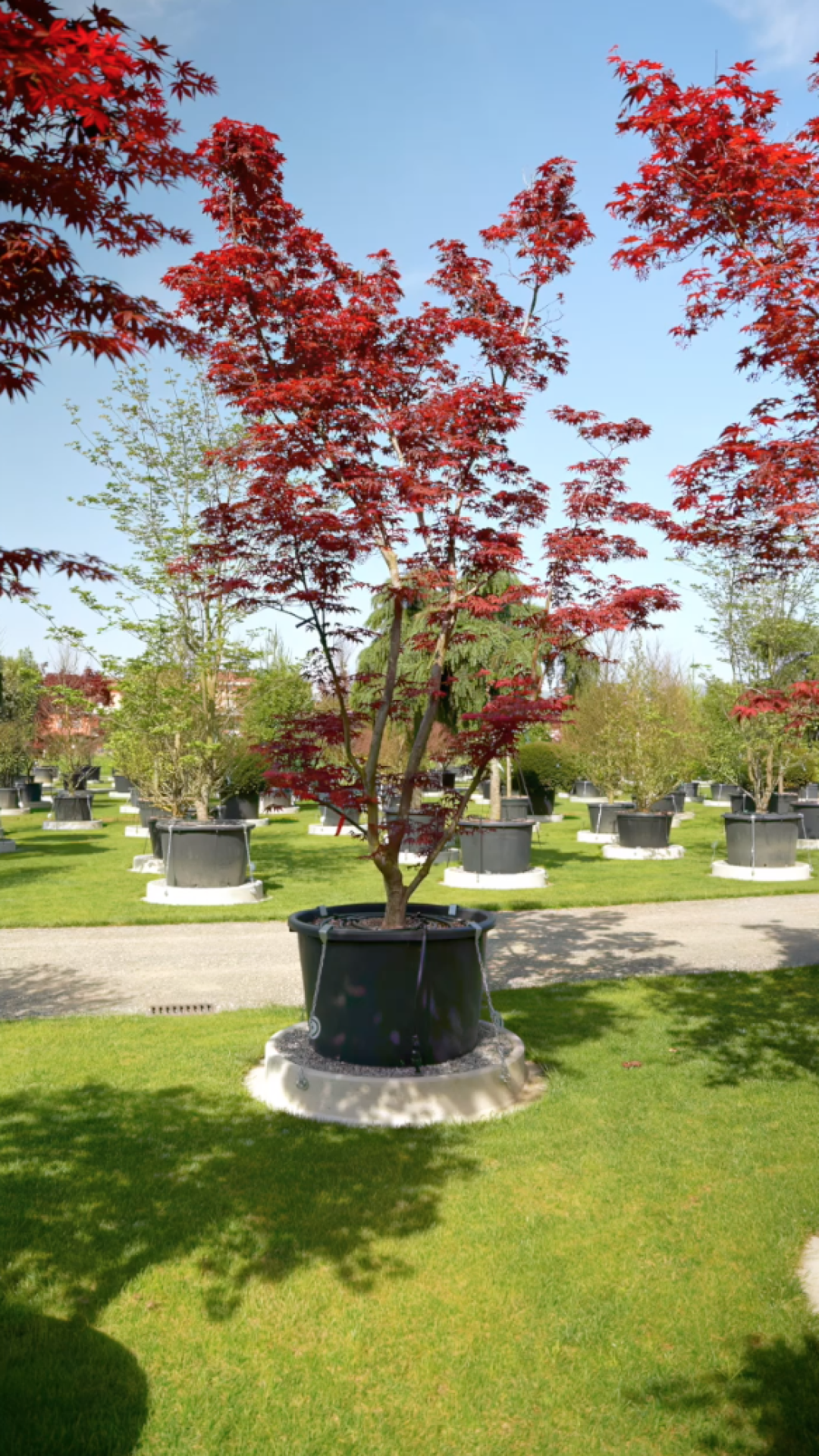 Acer palmatum Bloodgood