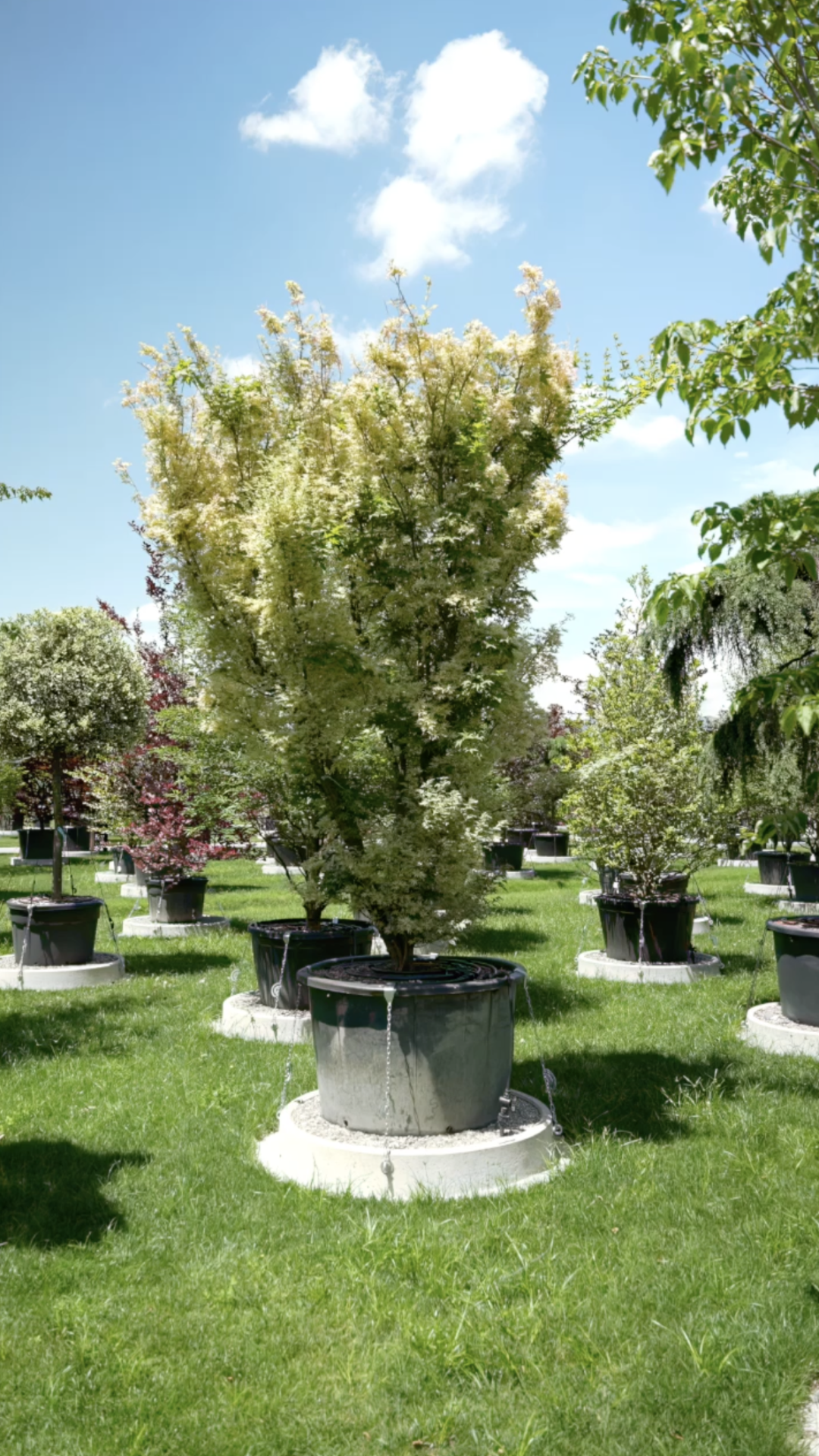 Acer palmatum Butterfly