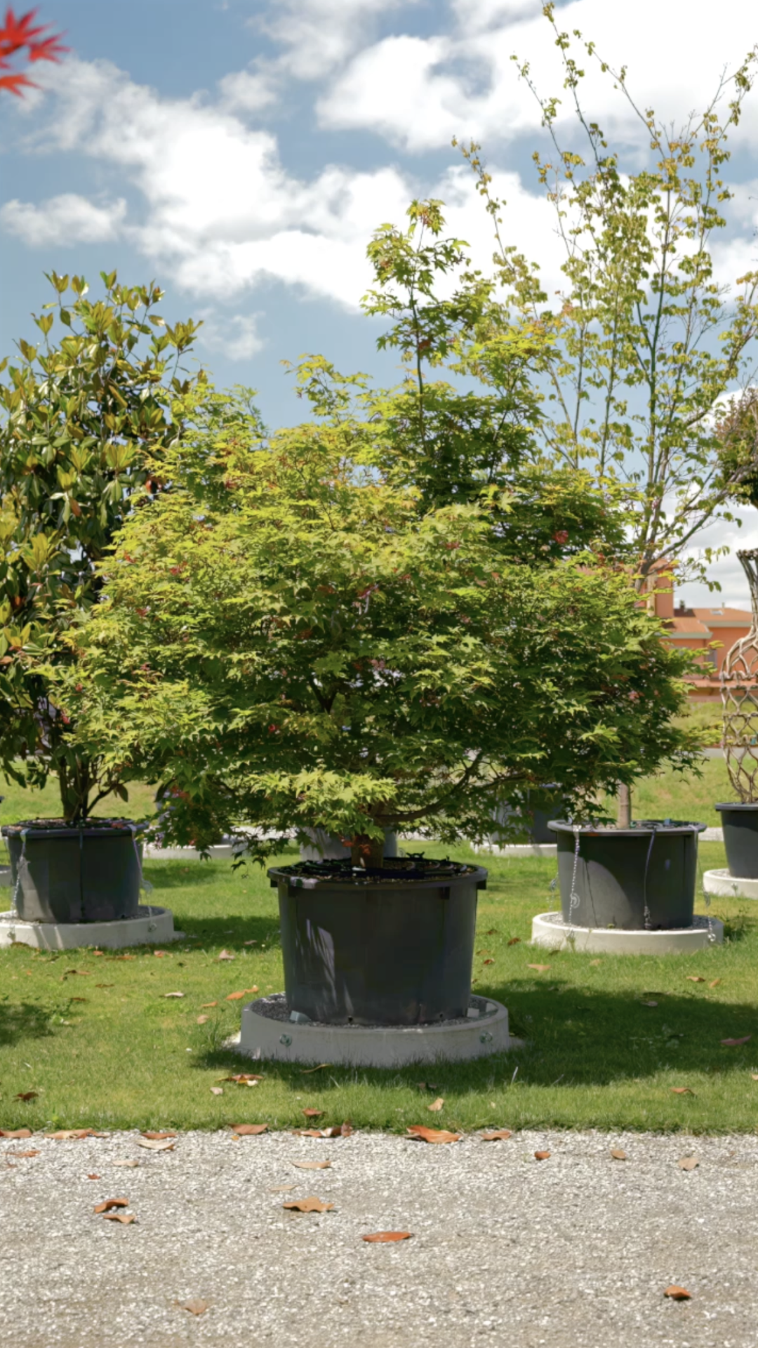 Acer palmatum Osakazuki