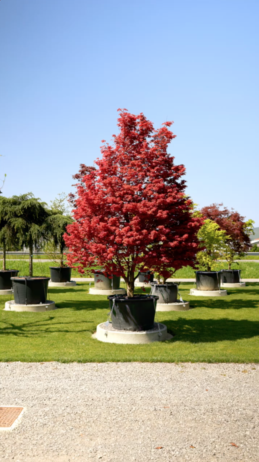 Acer palmatum Skeeters Broom