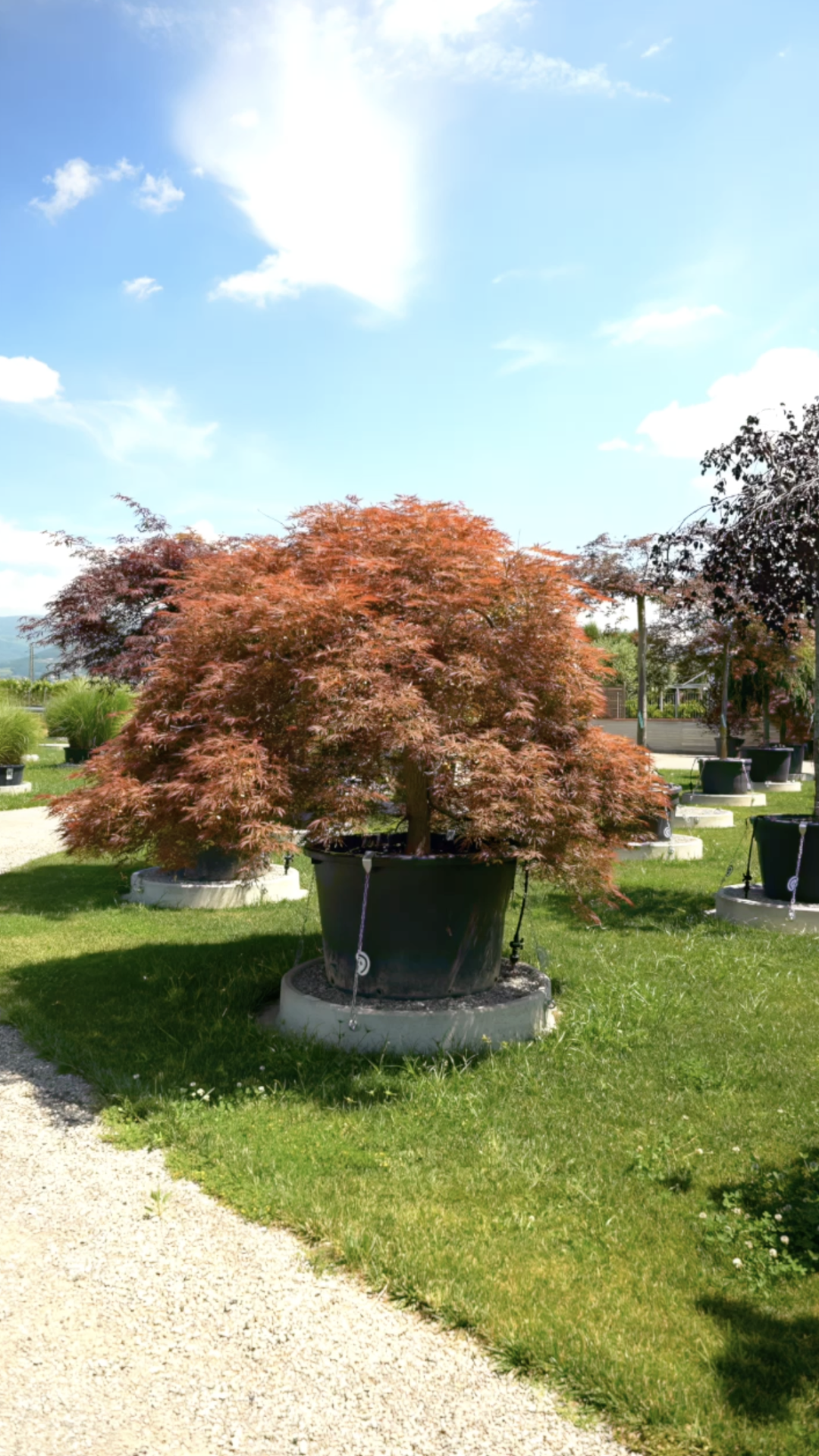 Acer palmatum dissectum Ornatum