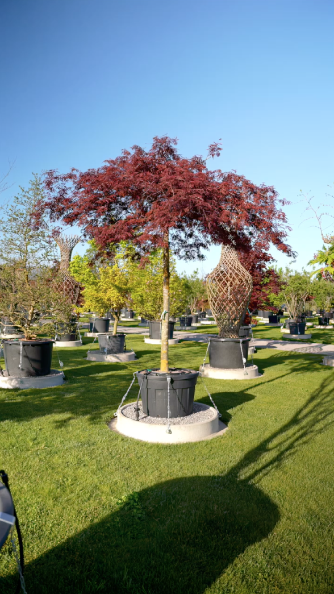 Acer palmatum dissectum Tamukeyama