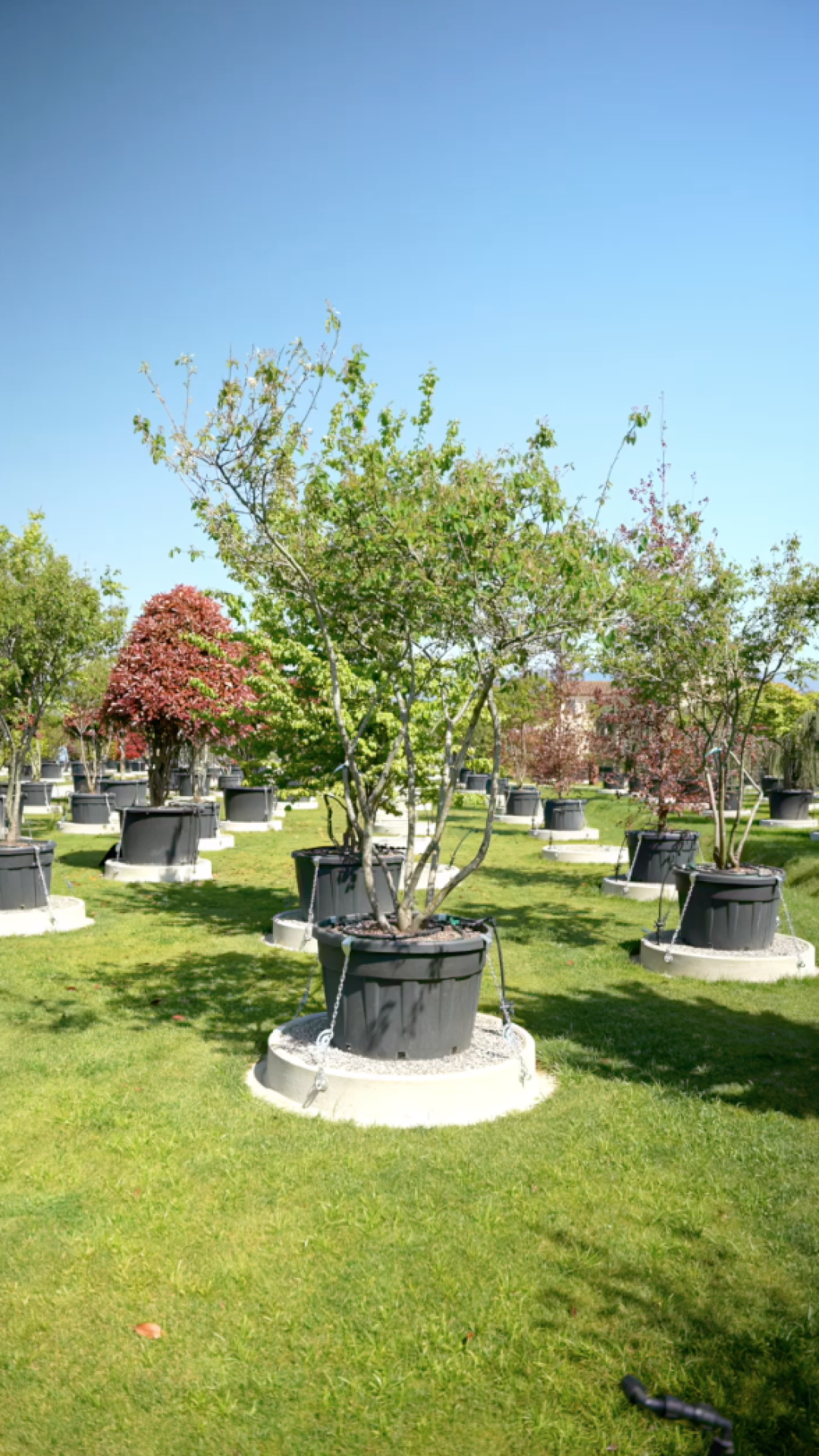 Amelanchier canadensis lamarckii