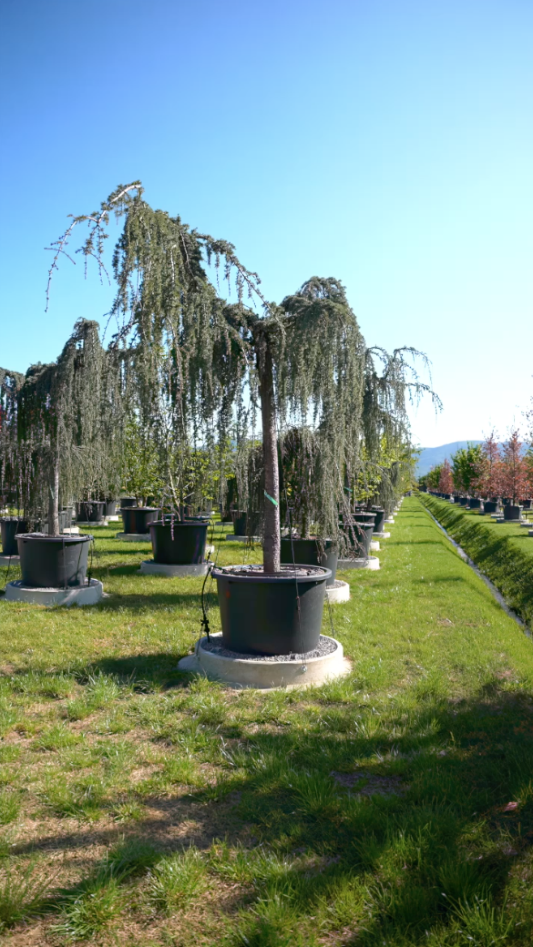 Cedrus atlantica Glauca Pendula