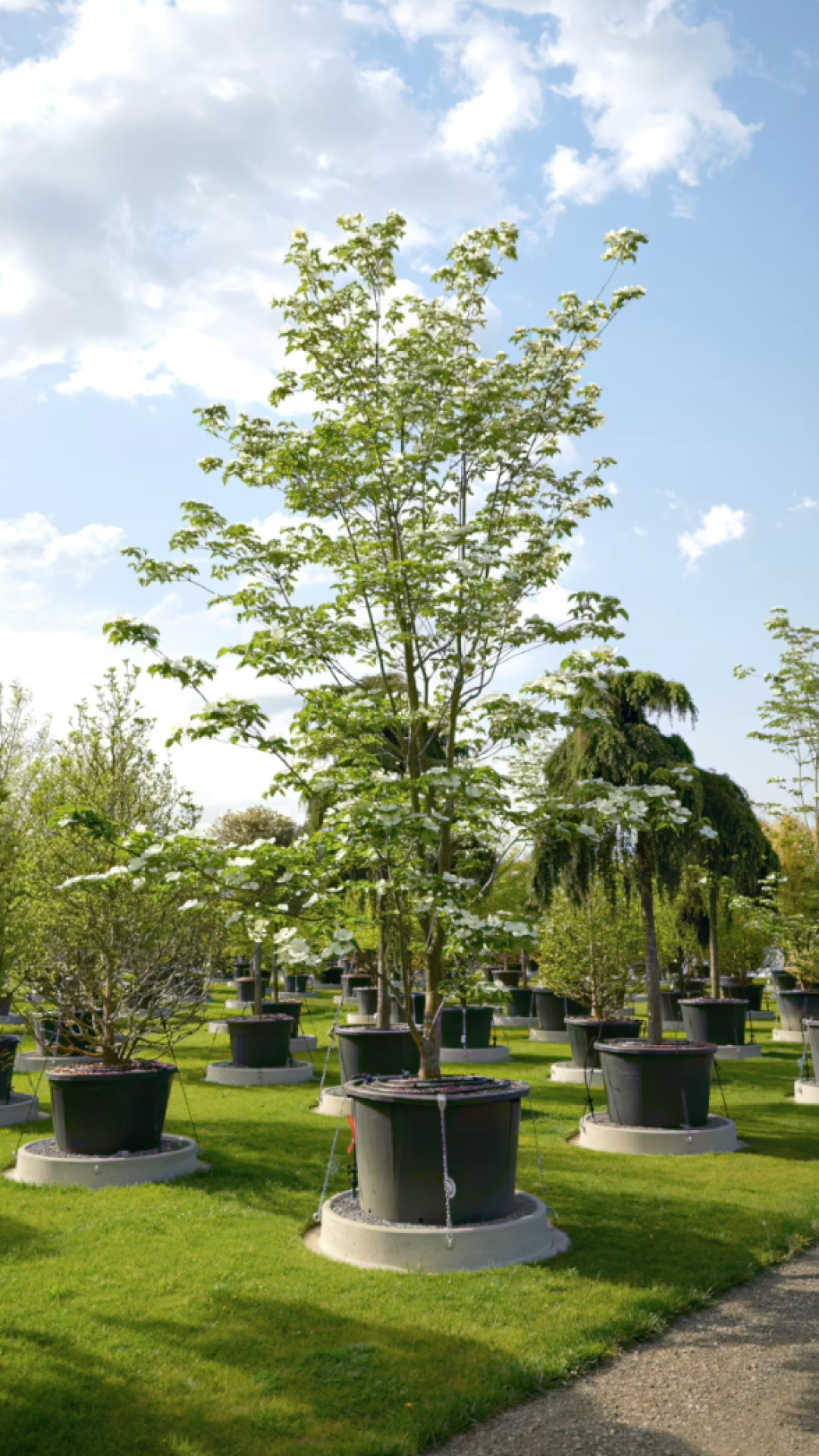 Cornus Kousa Venus