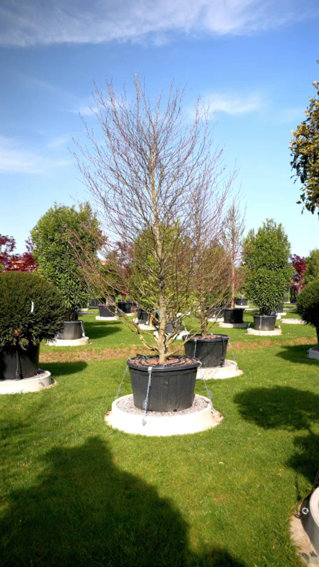 Fagus sylvatica Aspleniifolia