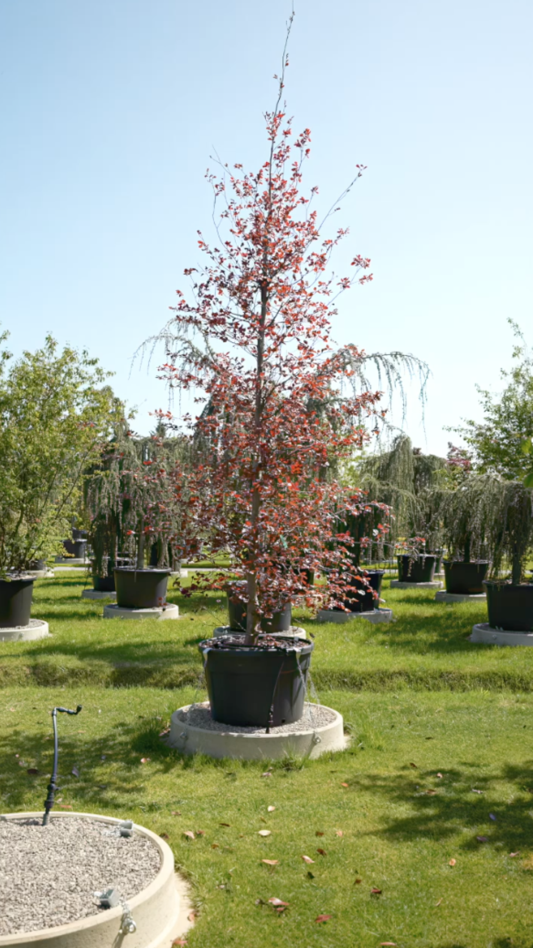 Fagus sylvatica Riversii