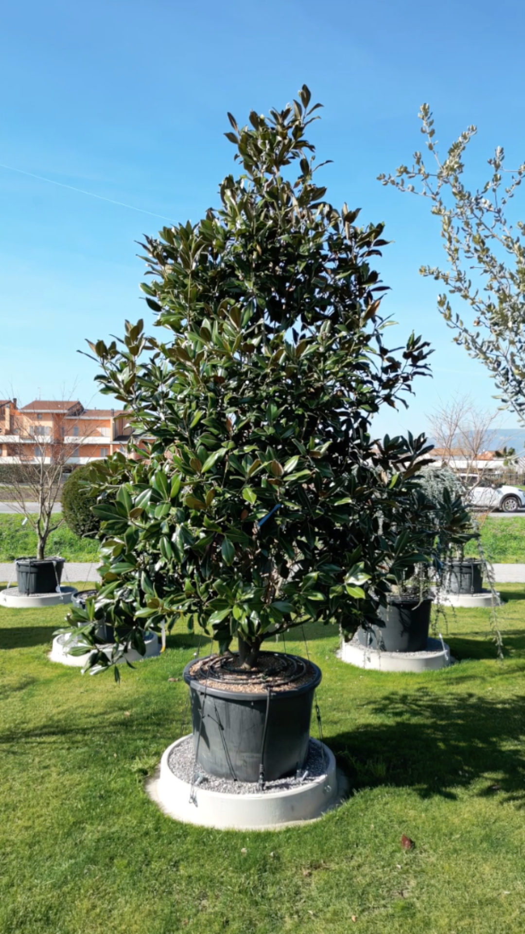 Magnolia grandiflora Gallisoniensis