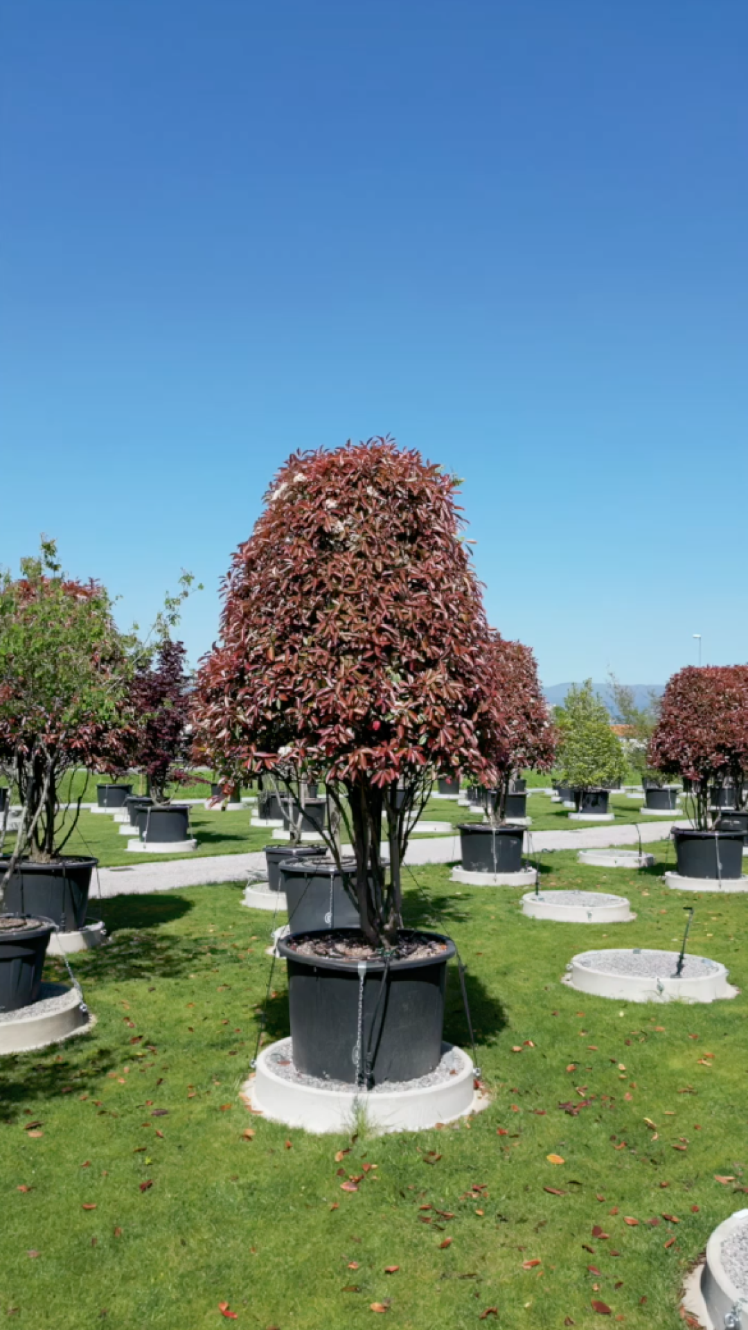 Photinia x fraseri Red Robin