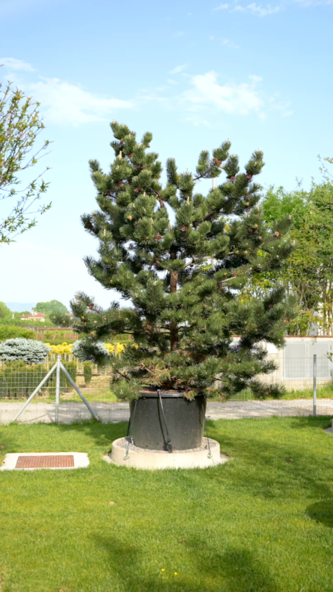 Pinus nigra